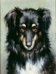 Ein schwarz-brauner Collie, 1890